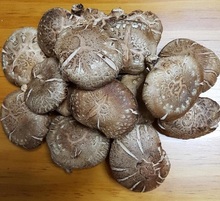 무농약 보령 생표고버섯3kg